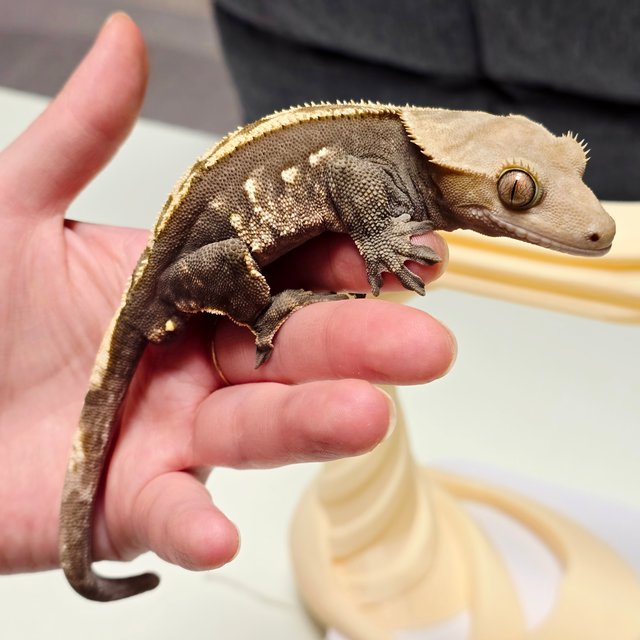 다크 100%헷아잔틱 노멀