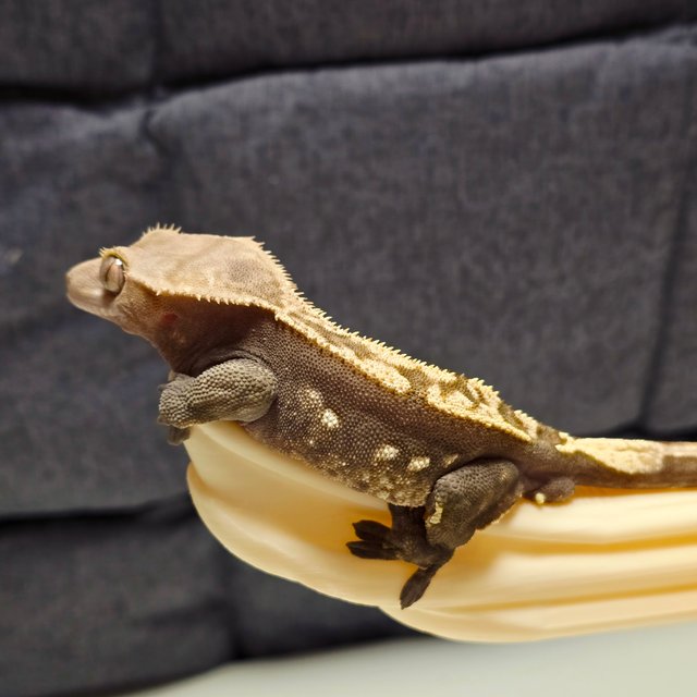 다크 100%헷아잔틱 노멀