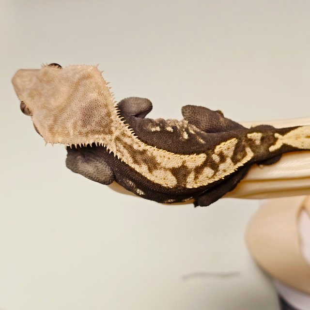 다크 100%헷아잔틱 노멀