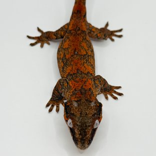 G08