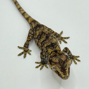 옐로우 블로치드 레티큘