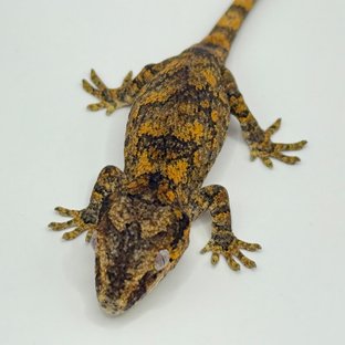 오렌지 블로치드 레티큘