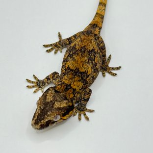 오렌지 블로치드 스켈레톤 레티큘