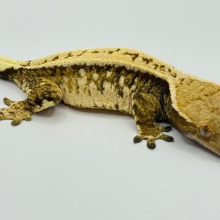 드리피 화이트스팟 쿼드 핀스트라이프