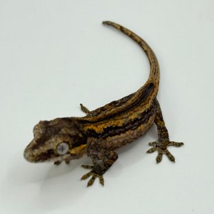 레드 오렌지 베이컨 스트라이프