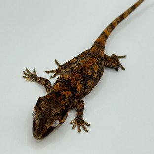 블로치드 스켈레톤 레티큘