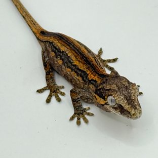 레드 오렌지 베이컨 스트라이프