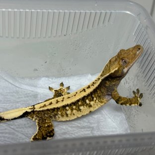 드리피 화이트스팟 쿼드 핀스트라이프