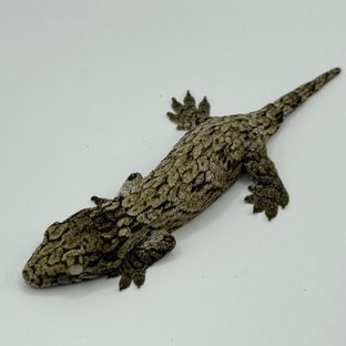 GT 코기스 트로거 프리델