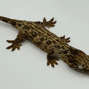 GT 코기스 트로거 프리델