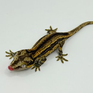 옐로우 스트라이프