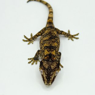 오렌지 블로치드 레티큘