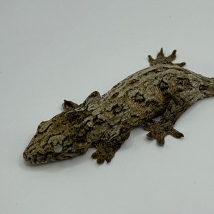 GT 코기스 트로거 프리델