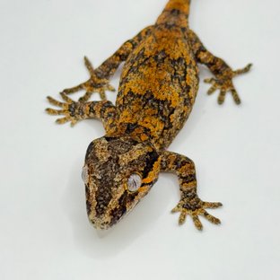 오렌지 블로치드 스켈레톤 레티큘