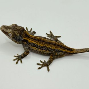 오렌지 스트라이프 베이컨