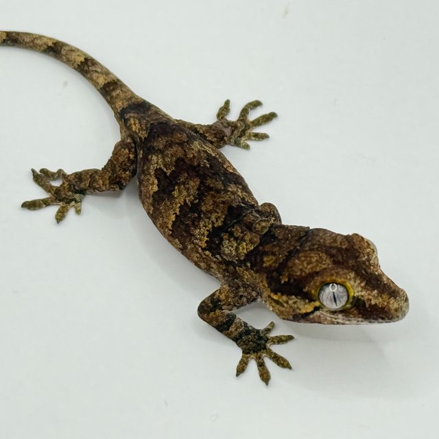 블로치드 스켈레톤 레티큘