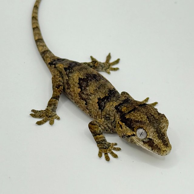 오렌지 블로치드 레티큘