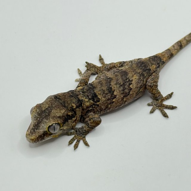 블로치드 레티큘