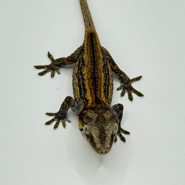 오렌지 스트라이프 베이컨