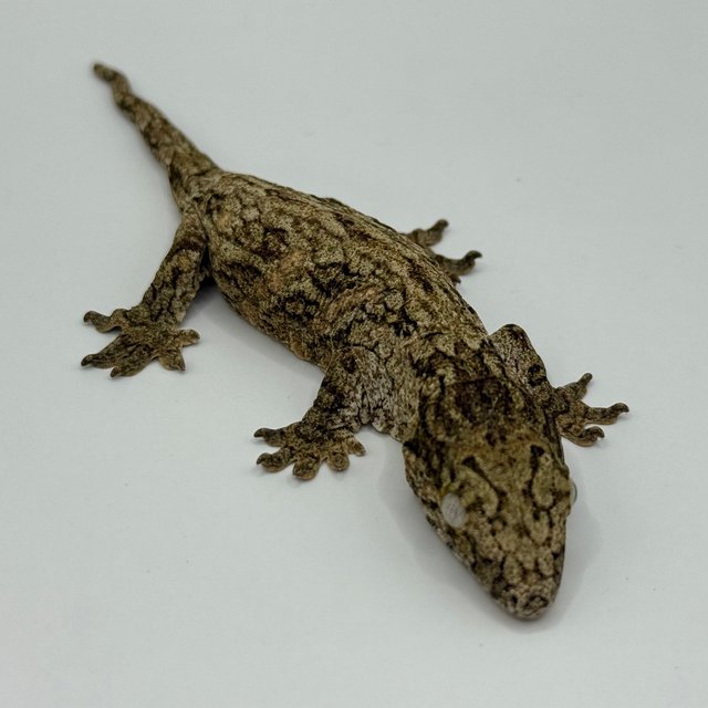 GT 코기스 트로거 프리델 다크