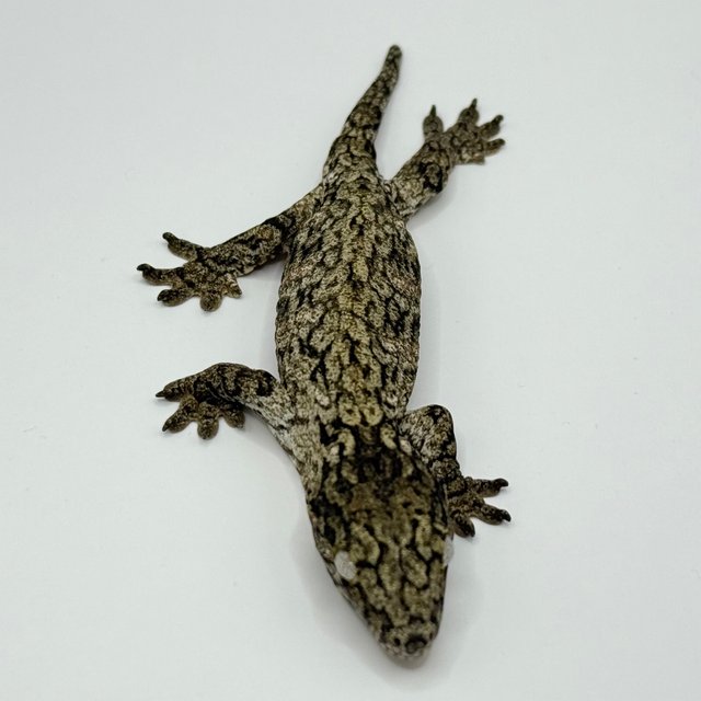 GT 코기스 트로거 프리델