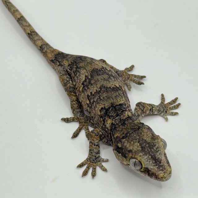 블로치드 레티큘