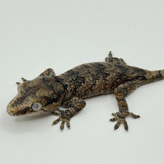 블로치드 레티큘