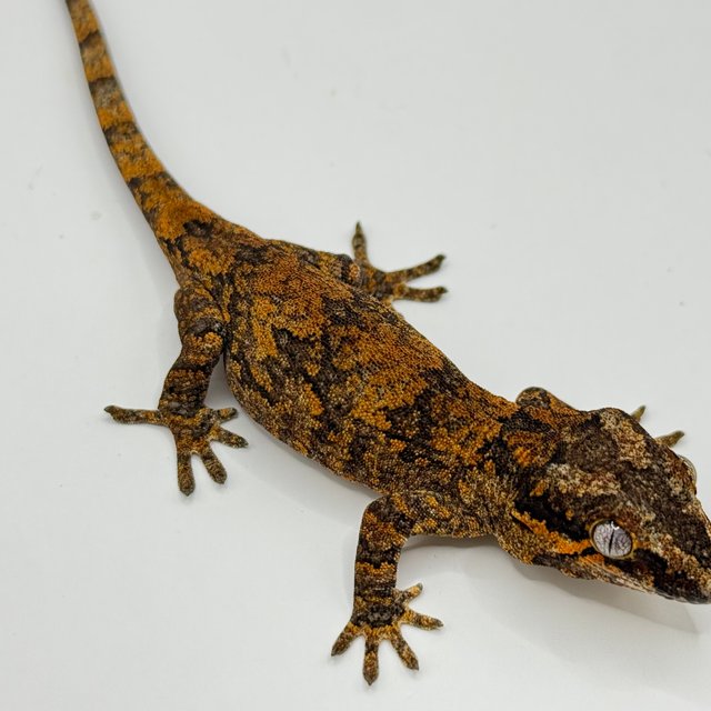 오렌지 블로치드 스켈레톤 레티큘