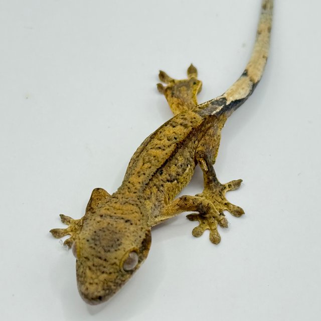 100%헷아잔틱 쿼드 핀스트라이프 옐로우 팬텀