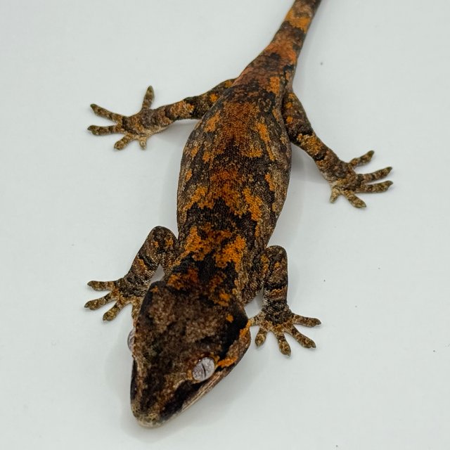 블로치드 스켈레톤 레티큘