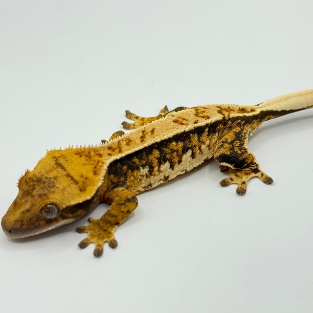 트라이 쿼드 핀스트라이프