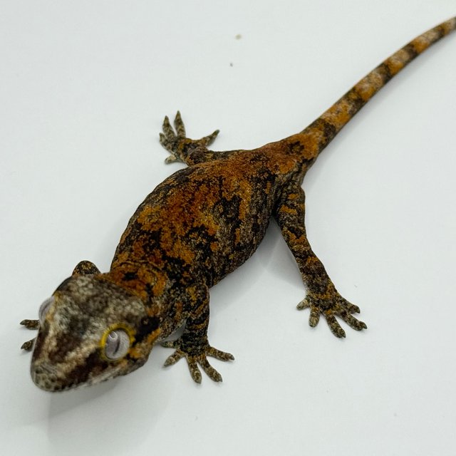 레드 오렌지 블로치드 스켈레톤 레티큘