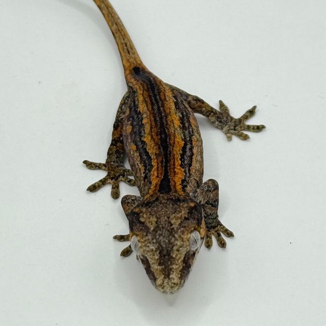 레드 오렌지 베이컨 스트라이프