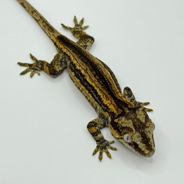 옐로우 스트라이프