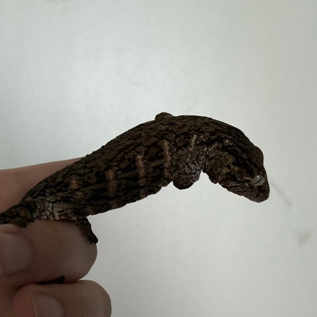 GT 코기스 트로거 프리델 다크