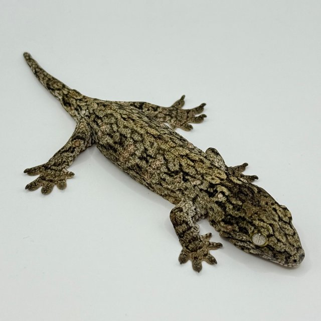 GT 코기스 트로거 프리델