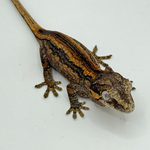 레드 오렌지 베이컨 스트라이프