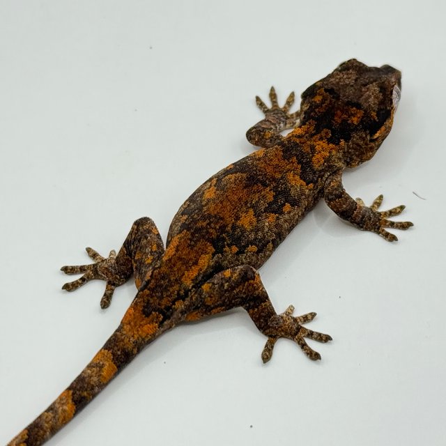 블로치드 스켈레톤 레티큘