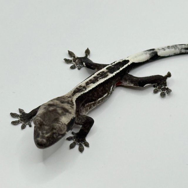 아잔틱 풀핀 쿼드 핀스트라이프 화이트포트홀