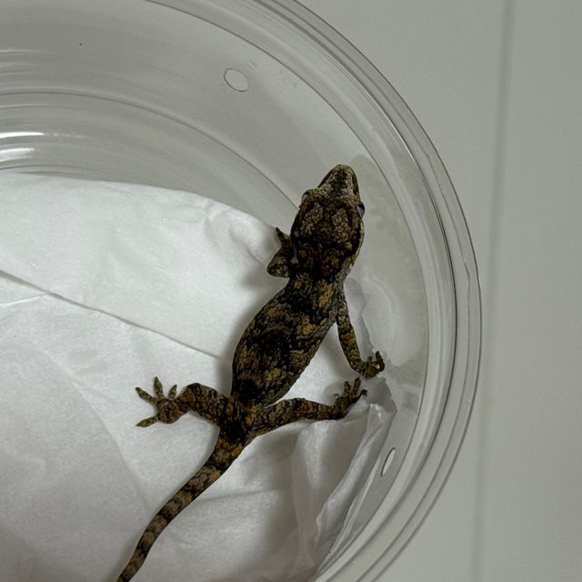 오렌지 블로치드 레티큘