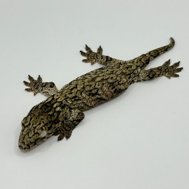 GT 코기스 트로거 프리델