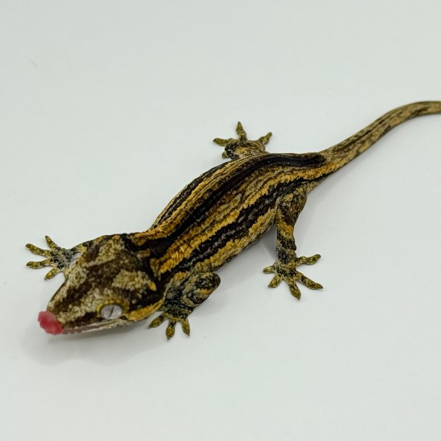 옐로우 스트라이프