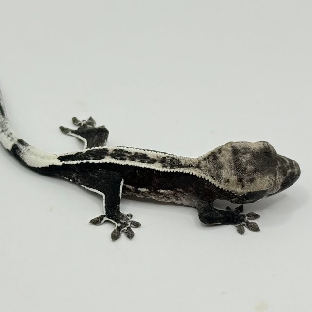 아잔틱 풀핀 쿼드 핀스트라이프 화이트포트홀