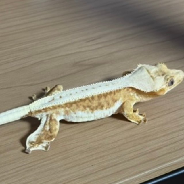 릴리100%헷아잔틱 풀핀