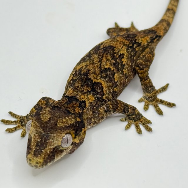 블로치드 스켈레톤 레티큘