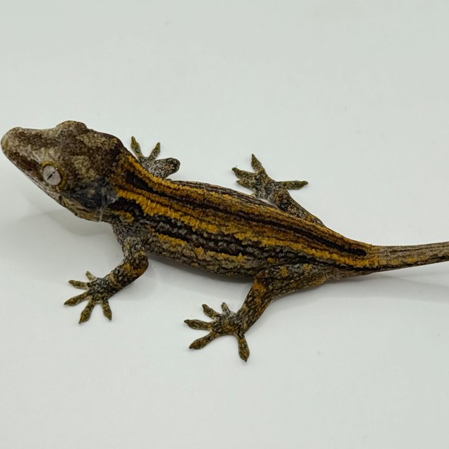 오렌지 스트라이프 베이컨