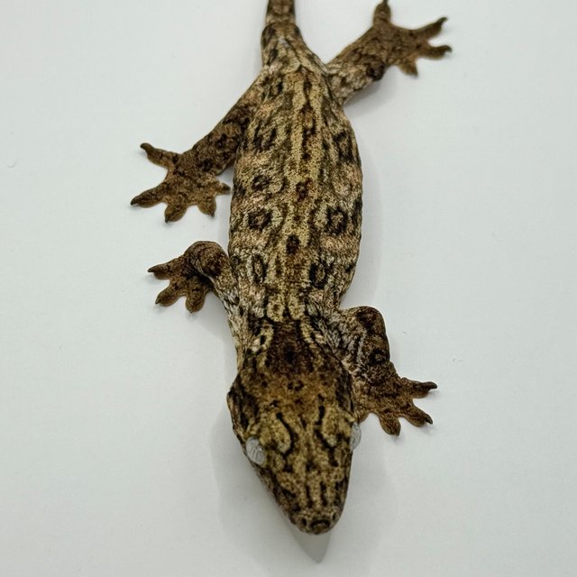 GT 코기스 트로거 프리델