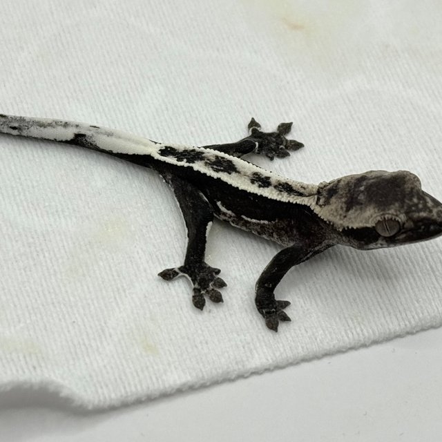 아잔틱 풀핀 쿼드 핀스트라이프 화이트포트홀