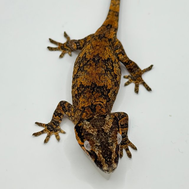 오렌지 블로치드 스켈레톤 레티큘