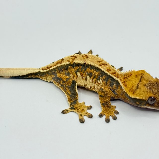 트라이 쿼드 핀스트라이프